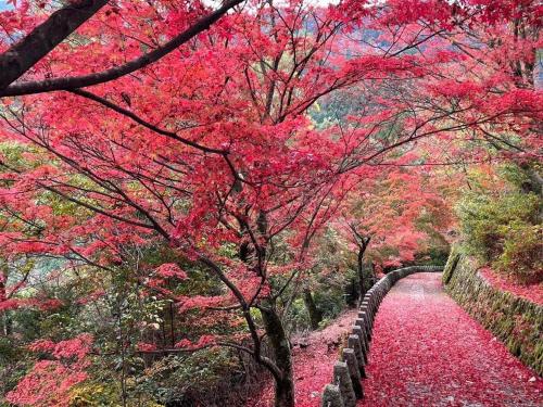 a tree with red leaves on a path at Gohuku - Vacation STAY 41804v in Kami-ichi
