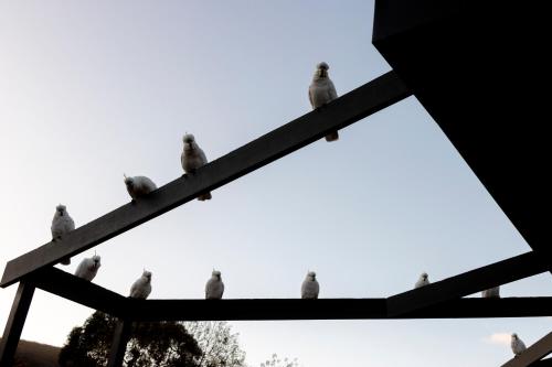 a group of pigeons sitting on top of a pole at The Grampians Motel in Halls Gap