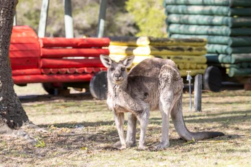 a kangaroo with its baby standing in a field at The Grampians Motel in Halls Gap
