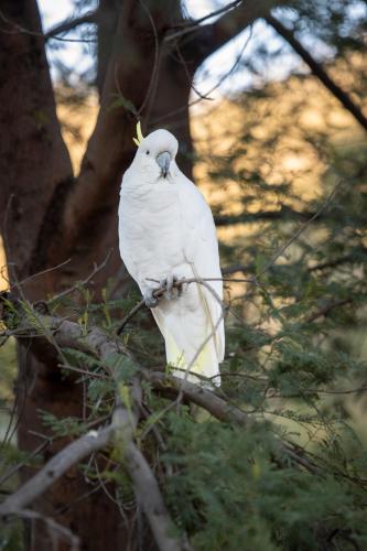 a white bird sitting on a tree branch at The Grampians Motel in Halls Gap