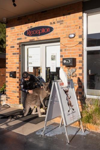a man with a kangaroo in front of a store at The Grampians Motel in Halls Gap