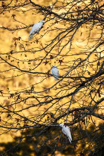 a group of birds sitting on a tree branch at The Grampians Motel in Halls Gap