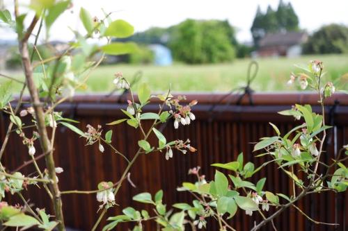 a fence with a bush with flowers in front of it at Shuka - Vacation STAY 75085v in Aso