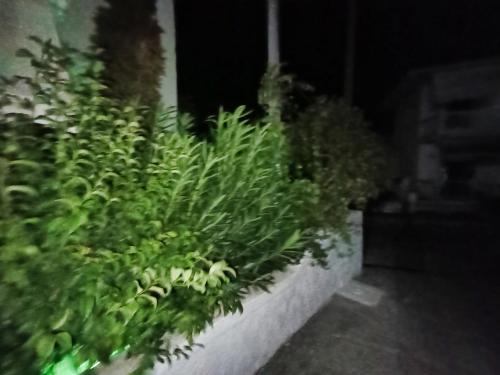 a planter filled with green plants in a building at Akrata Golden Beach House 2 in Aíyira