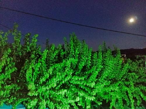 a green tree with a moon in the background at Akrata Golden Beach House 2 in Aíyira