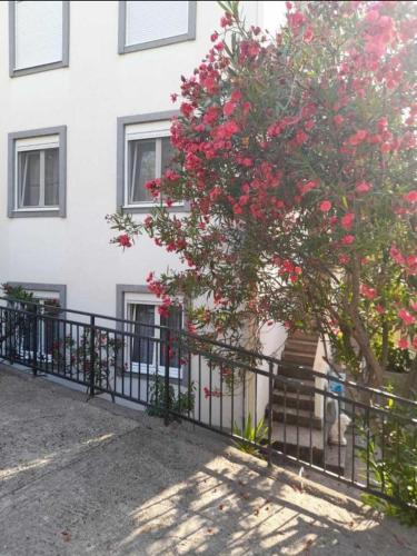 a tree with red flowers in front of a building at Sutomore Ivana Ratac in Sutomore