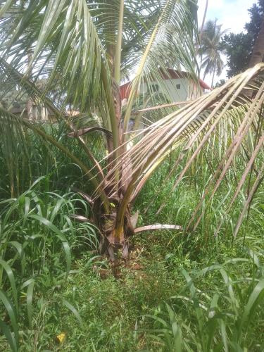 Jardín al aire libre en Krishna sadana beach side home stay