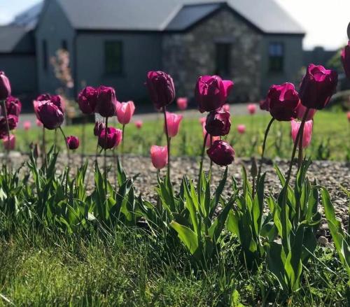 a bunch of pink tulips in a field at Lavender Lane Country cottage , Furbo in Galway