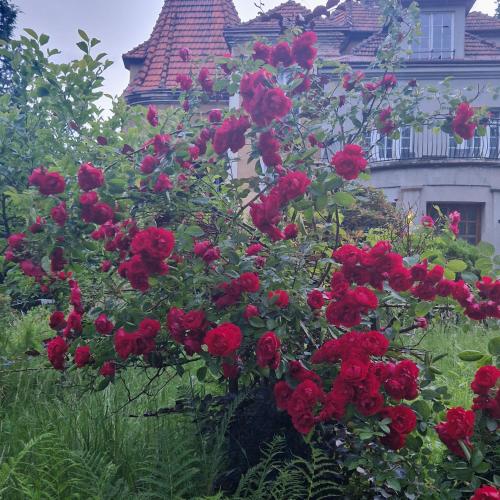 a bunch of red roses in front of a house at Willa Marysin in Maków Podhalański