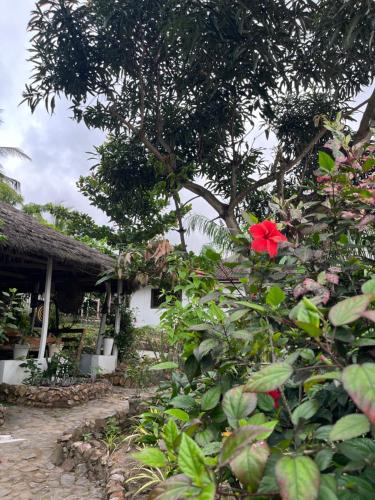 a red flower on a bush in front of a house at African Treasure Gardens And surf Resort in Kokrobite