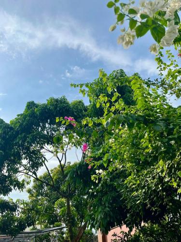 a tree with pink flowers on top of it at Chill Door Homestay in Ấp Long Ðại