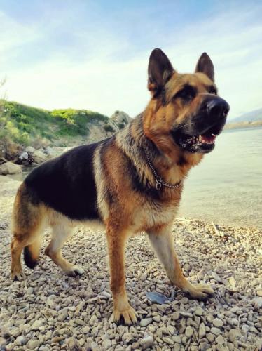 a brown and black dog standing on a rocky beach at Mila's pet friendly holiday house in Pag