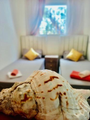a large shell sitting on a table in a room at Charmant logement à 2 min de la plage de tamaris in Tamaris
