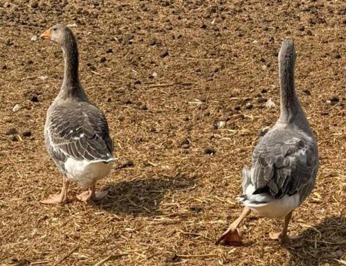 two birds walking on the ground in the dirt at Retiro dos Cedros - Quarto Vinhas in Fogueira