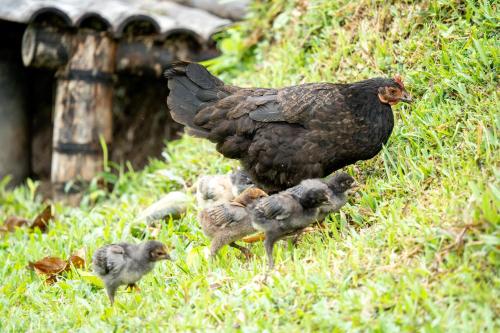 a chicken and chicks standing in the grass at Cabaña campestre para parejas o grupos in Manizales