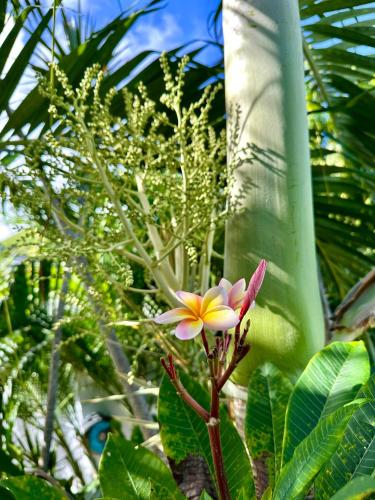 Giardino di Les Galets Sxm Luxury Lodges