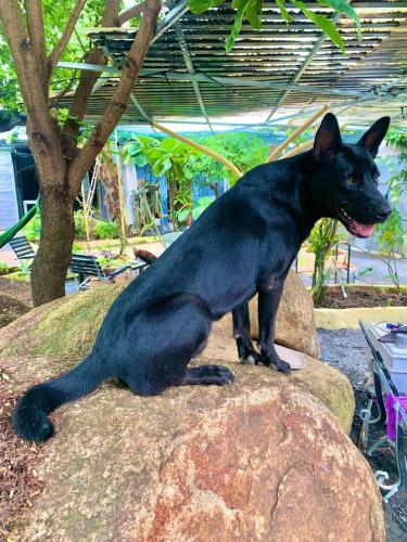 a black dog sitting on top of a rock at Chill Door Homestay in Ấp Long Ðại