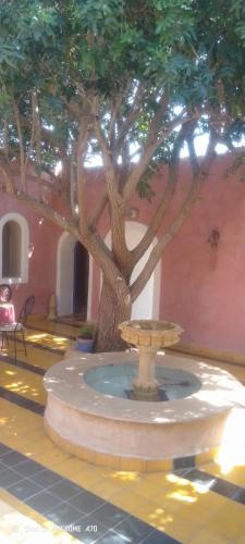 a fountain with a tree in the middle of a building at Riad louban in Essaouira