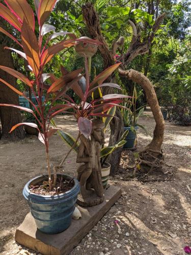 a group of plants in a blue pot at Evergreen Eco Lodge Retreat in Tujering
