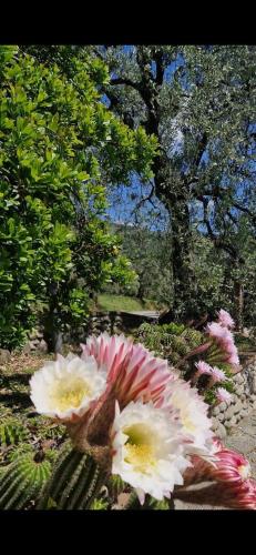 Giardino di Casa Vetrialla I