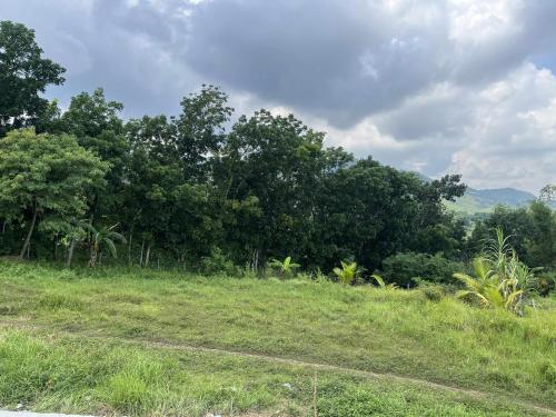 a grassy field with trees in the background at International Haven Barili in Barili