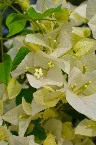 a bush of white flowers with green leaves at Osian Camel safari and Village home stay in Gheura
