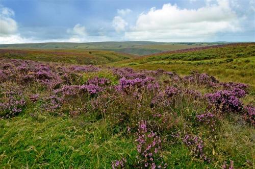 a field of purple flowers in a grassy field at Cranscombe Barn in Countisbury