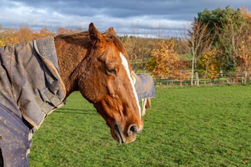 a brown horse wearing a blanket in a field at Swallows Nest - Barnard Castle in Wycliffe