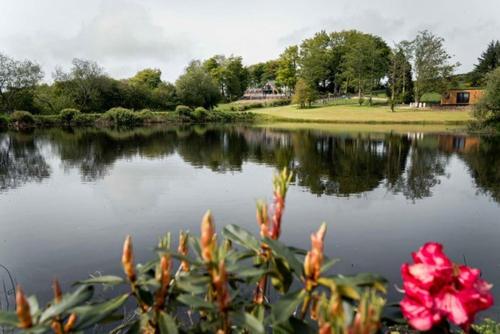a body of water with a pink flower in the foreground at Hafod y Llwynog in Cross Inn
