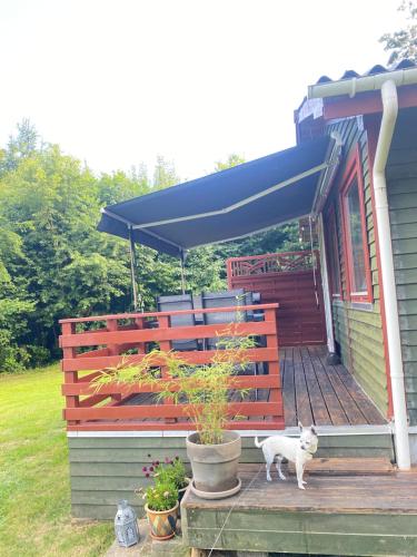 a dog standing on the porch of a house at Ålevænget 1 in Gedsted