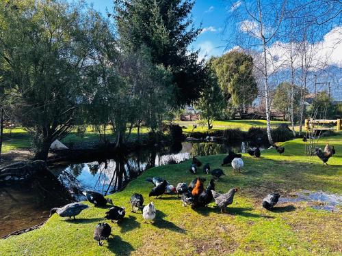 a group of ducks standing on the grass near a pond at Complejo Peuma Hue in Lago Puelo