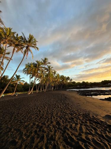 a group of palm trees on a beach at Peles Eye