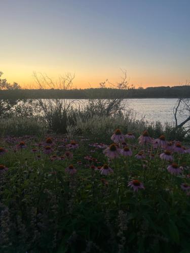 a field of flowers in front of a body of water at Chalet Wienerwald in Königstetten