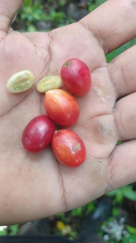a hand holding three different types of tomatoes at Eco lodge finca magdalena in Altagracia