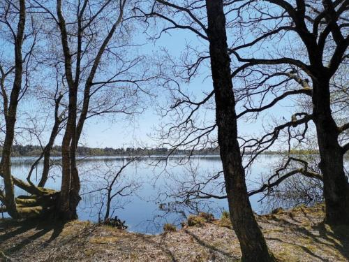 a view of a lake through the trees at 6 person holiday home in Ansager-By Traum in Ansager