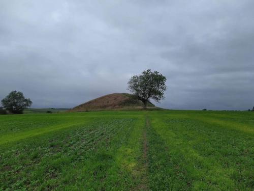 a tree in the middle of a field with a hill at 4 person holiday home in Martofte in Martofte