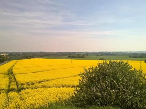 a large yellow rapeseed field with a tree in the foreground at 4 person holiday home in Store Fuglede-By Traum in Store Fuglede