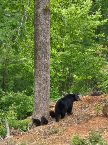 Smoky's View photo 40