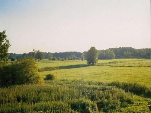 a field of green grass with trees in the distance at Fuhrmann Comfortable holiday residence in Neustrelitz