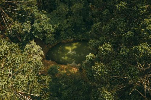a painting of a pond in a forest with trees at Estancia Las Araucarias - Cabana Jacarandá in Canela