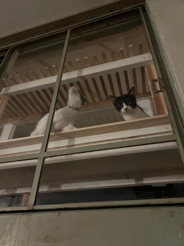 two cats sitting on a shelf in a window at 'Yamaneko Hotel 'Saunas, Serenity & Feline Friends in Miyoshi