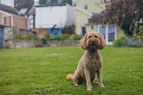 Huéspedes con una o varias mascotas en Ardwyn Bach