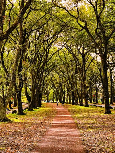 a tree lined path in a park with people walking down it at Onehunga Garden Tinyhouse with parking in Auckland