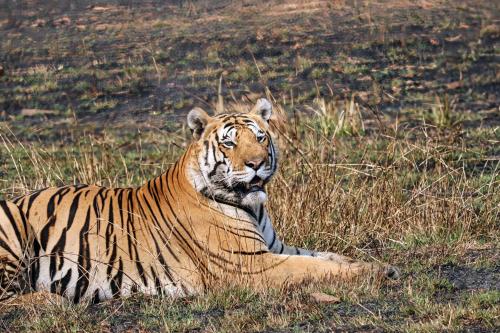 a tiger laying in the grass in a field at Vindhyavan Mud House in Panna