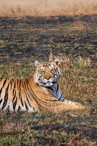a tiger laying in the grass in a field at Vindhyavan Mud House in Panna
