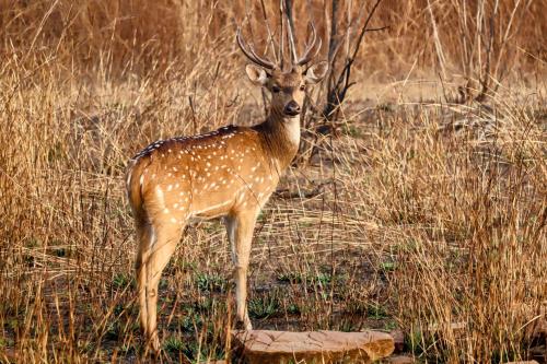 a deer standing in a field of tall grass at Vindhyavan Mud House in Panna