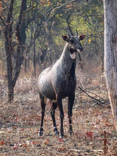 a gazelle standing in the woods at Vindhyavan Mud House in Panna