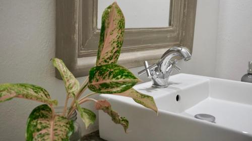 a plant sitting next to a sink in a bathroom at Gardens Retreat, Peaceful Bungalow near Beach in Pereybere