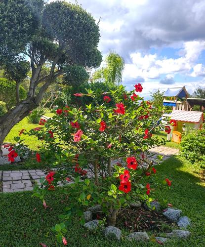 a bush with red flowers in a yard at Le Casette Sul Mare in Capo Vaticano