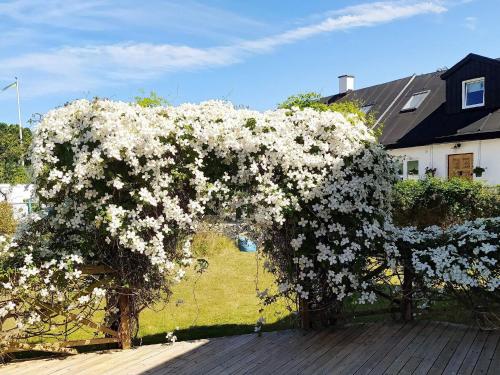 a bush with white flowers on a wooden deck at 5 person holiday home in SMYGEHAMN in Smygehamn